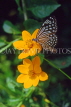 MALAYSIA, Penang, Penang Butterfly Farm, Nymph butterfly on flower, MSA556JPL