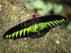 MALAYSIA, Penang, Penang Butterfly Farm, Rajah Brooke's Birdwing Butterfly, MSA419JPL