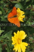 MALAYSIA, Penang, Penang Butterfly Farm, butterfly on flower, MSA555JPL