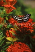 MALAYSIA, Penang, Penang Butterfly Farm, butterfly on flowers, MSA498JPL