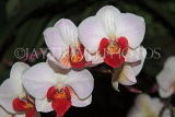 MALAYSIA, Penang, Phalaenopsis orchids, MSA563JPL