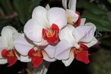 MALAYSIA, Penang, Phalaenopsis orchids, MSA564JPL