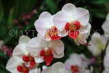 MALAYSIA, Penang, Phalaenopsis orchids, MSA587JPL