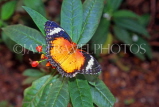 MALAYSIA, Penang, Red Lacewing Butterfly, MSA558JPL