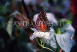 MALAYSIA, Penang, Red Lacewing Butterfly, MSA559JPL