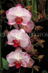 MALAYSIA, Penang, orchid farm, Phalaenopsis Orchids, MSA592JPL