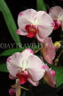 MALAYSIA, Penang, orchid farm, Phalaenopsis Orchids, MSA593JPL