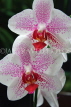MALAYSIA, Penang, orchid farm, Phalaenopsis Orchids, MSA594JPL