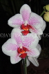 MALAYSIA, Penang, orchid farm, Phalaenopsis Orchids, MSA595JPL