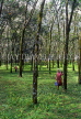 MALAYSIA, Rubber plantation, MSA455JPL