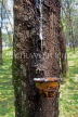 MALAYSIA, Rubber plantation, sap trickilng into container tied to trees, MSA688JPL