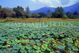 MALAYSIA, Taiping, Lake Gardens, lily pond, MSA686JPL