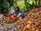 MALAYSIA, coconut plantation, worker husking coconuts, MSA419JPL