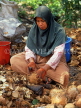 MALAYSIA, coconut plantation, worker husking coconuts, MSA540JPL
