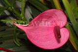 MALAYSIA, flora, Anthurium flower, MSA717JPL