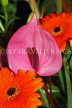 MALAYSIA, flora, Anthurium flower, MSA718JPL