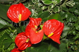MALAYSIA, flora, Anthurium flowers, MSA719JPL