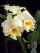MALAYSIA, flora, large white Catleya Orchids, MSA427JPL