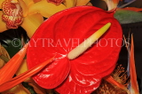 MALAYSIA, red Anthurium flower, MSA715JPL