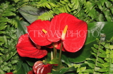MALAYSIA, red Anthurium flowers, MSA716JPL