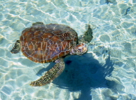 MALDIVE ISLANDS, Biyadhoo Island, Turtle in shallow water, MAL488JPL