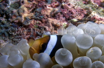 MALDIVE ISLANDS, Coral reef, Clark's Anemone fish (close-up), MAL593JPL