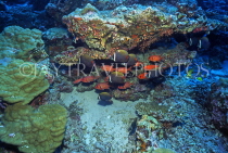 MALDIVE ISLANDS, Coral reef, Collard Butterfly fish, MAL588JPL