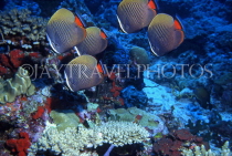 MALDIVE ISLANDS, Coral reef, Collard Butterfly fish, MAL595JPL
