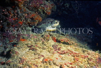 MALDIVE ISLANDS, Coral reef, Oliver Ridley Turtle, MAL591JPL