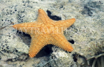 MALDIVE ISLANDS, Coral reef, Star Fish in shallow water, MAL750JPL