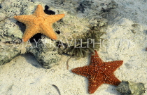 MALDIVE ISLANDS, Coral reef, Star Fish in shallow water, MAL752JPL