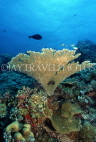 MALDIVE ISLANDS, Coral reef, Table Coral, MAL103JPL