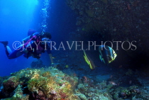 MALDIVE ISLANDS, Coral reef, diver and Bat Fish, MAL602JPL
