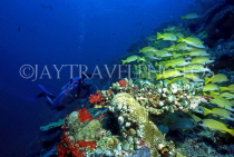 MALDIVE ISLANDS, Coral reef, diver and Bluestripe Snapper, MAL585JPL