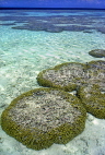 MALDIVE ISLANDS, Coral reef, exposed coral at low tide, MAL664JPL