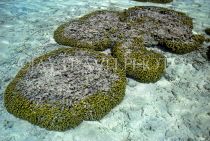 MALDIVE ISLANDS, Coral reef, exposed coral at low tide, MAL690JPL