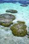 MALDIVE ISLANDS, Coral reef, exposed coral at low tide, MAL762JPL