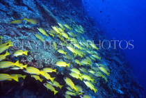 MALDIVE ISLANDS, Coral reef, shoal of Bluestripe Snapper, MAL23JPL