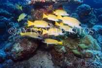 MALDIVE ISLANDS, Coral reef, shoal of Bluestripe Snapper, MAL586JPL