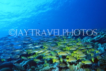 MALDIVE ISLANDS, Coral reef, shoal of Bluestripe Snapper, MAL596JPL