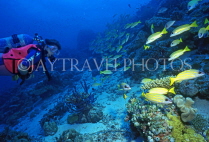 MALDIVE ISLANDS, Coral reef, shoal of Bluestripe Snapper and diver, MAL589JPL