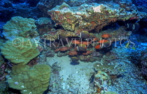 MALDIVE ISLANDS, Coral reef, shoal of Collard Butterfly fish, MAL118JPL