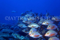 MALDIVE ISLANDS, Coral reef, shoal of Humpback Red Snapper, MAL604JPL