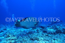MALDIVE ISLANDS, Coral reef and Giant Maori Wrasse fish, MAL603JPL