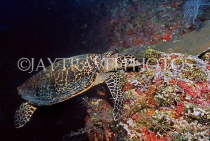 MALDIVE ISLANDS, Coral reef and Turtle, MAL605JPL