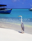 MALDIVE ISLANDS, Heron on beach, MAL448JPL
