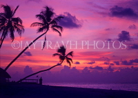 MALDIVE ISLANDS, Kuredu island, sunset and coconut trees, MAL108JPLA