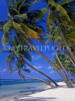 MALDIVE ISLANDS, Maafushi Island (fishing village), leaning coconut trees, MAL524JPLA