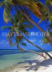 MALDIVE ISLANDS, Maafushi Island (fishing village), leaning coconut trees, MAL541JPL