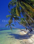 MALDIVE ISLANDS, Maafushi Island (fishing village), leaning coconut trees and seascape, MAL537JPL